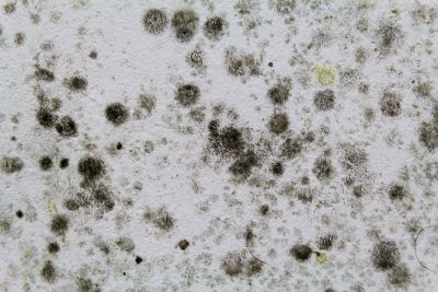 Water moisture leads to mold in the home